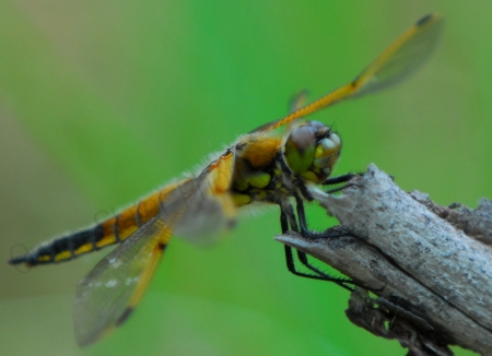 four-spotted-skimmer-dragonfly.jpg
