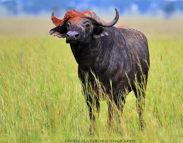 African Buffalo red bull ss PS watermark