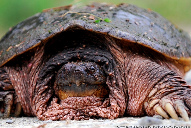 Snapping turtle watermark