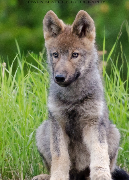 wolf pup sitting