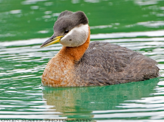 Red necked grebe PS WM