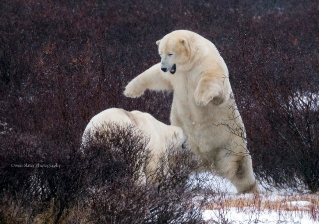 Pouncing polar bear C WM