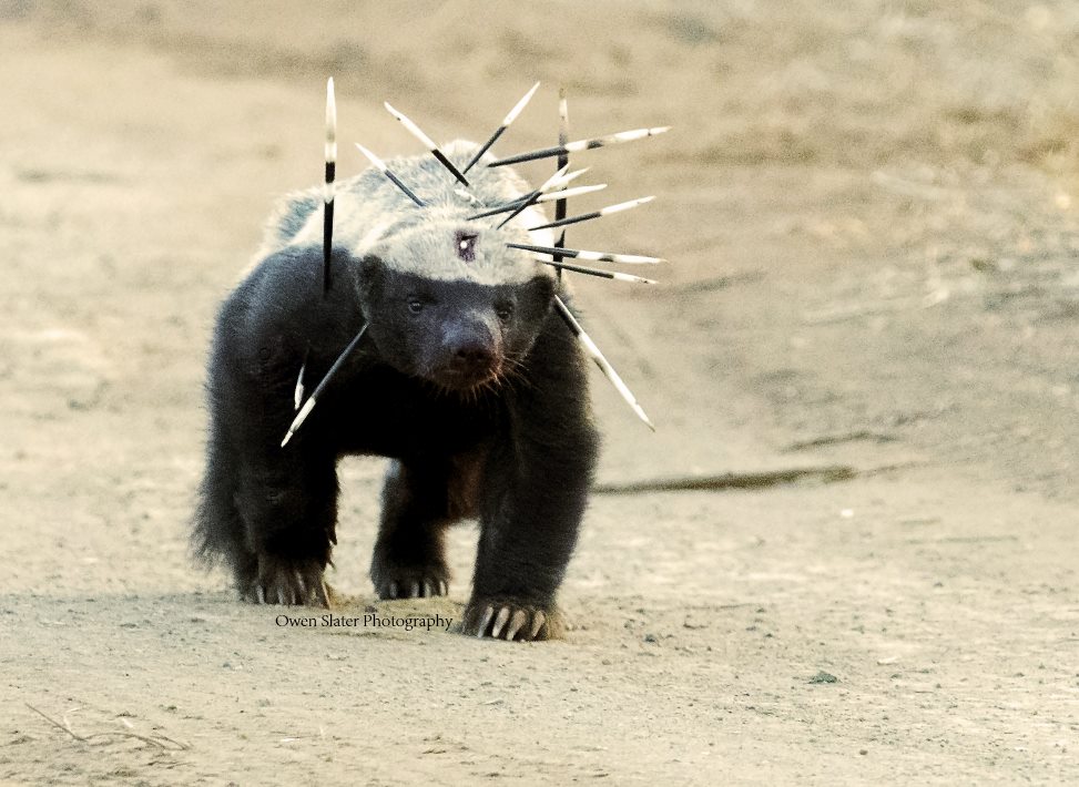 Honey Badger vs. Crested Porcupine